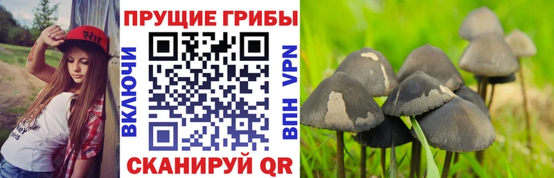 ссылка на мегу рабочий сайт  Ахтырский  Псилоцибиновые грибы MAGIC MUSHROOMS 